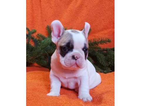 A Kalite Fransız Bulldog Yavrularımız