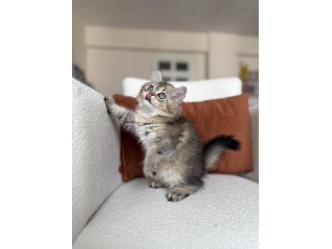 Mükemmel Kalite Golden Ny25 British Longhair