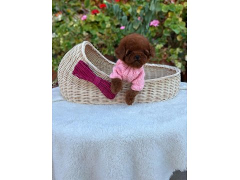 Toy Poodle Köpeğimiz