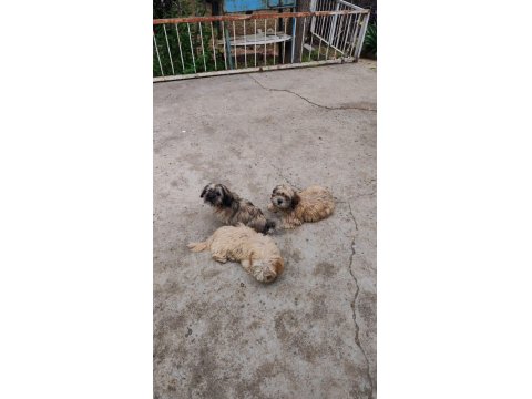 Maltese Terrier Ve Shih-Tzu