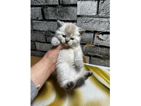 British Shorthair Lynx Point Erkek Kedim