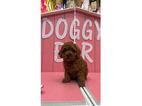 Tüy Yumakları Köpeklerimiz Yeni Mutlu Ailesini Arıyor