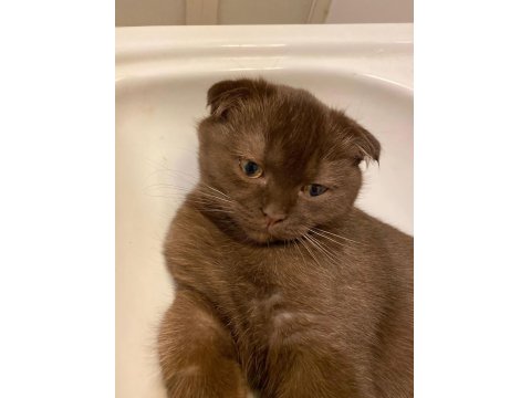 Scottish Fold Brown Erkek