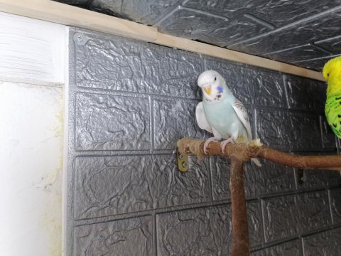 Yerli Muhabbet Kuşlarım