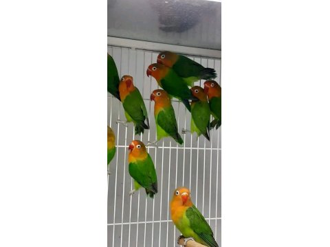 Sevda Cennet Papağanı Yavrular