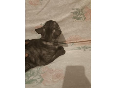 Evimde İki Tane Kedim Var Kediler Anlaşamadığından Dolayı Sahiplendirmek İstiyorum