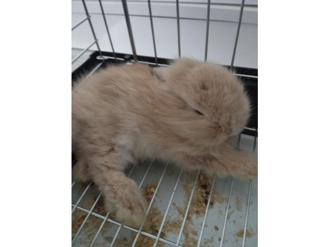 Yavru Hollanda Cüce Tavşanı