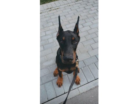 Sağlık Ve Irk Garantili Doberman Mermi