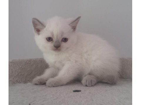 Güzeller Güzeli Yavru Kediler