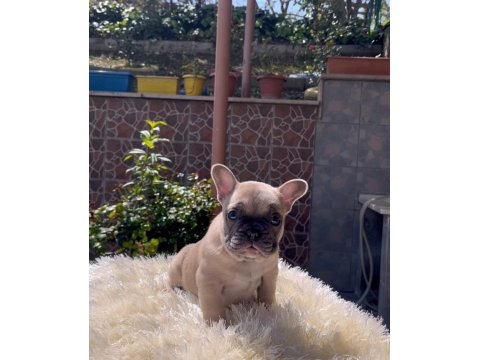 Egzotik French Bulldog Yavrularım Harika Renkler Ve Anatomiler