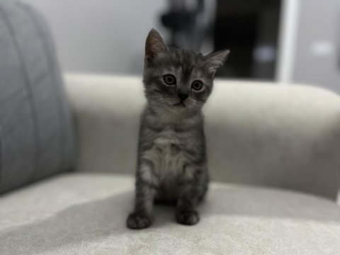 British Shorthair Yavruları