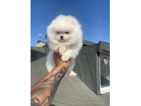 Safkan Irk Ve Sağlık Garantili Pomeranian Boo