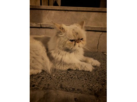 Sokağa Terk Edilmiş Evcil İran Kedisi