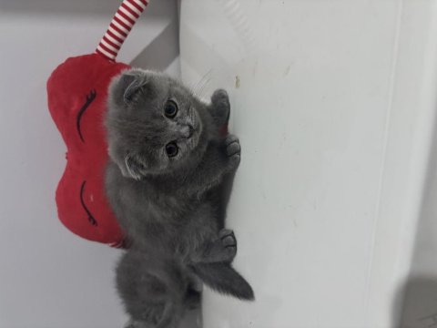 Dişi Scottish Fold Kedimiz