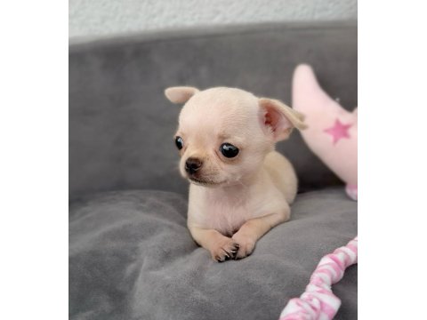 Erkek Süt Beyaz Elma Kafa Şivava