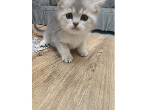 Silver British Longhair