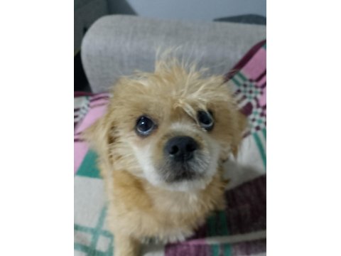 Ben Lusy 5 Aylık Bebek Köpeğim