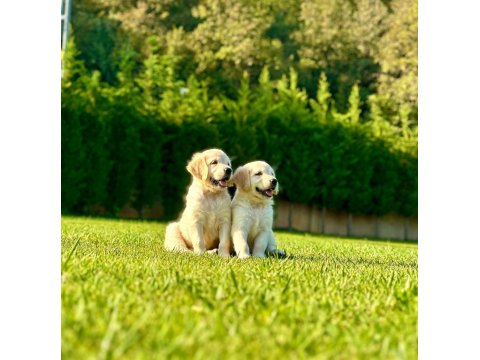 %100 Safkan Golden Retriever Yavruları