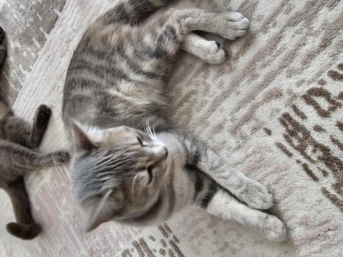 Bu British Shorthair Melezi Olan Güzelliği Kim Sahiplenmek İster?