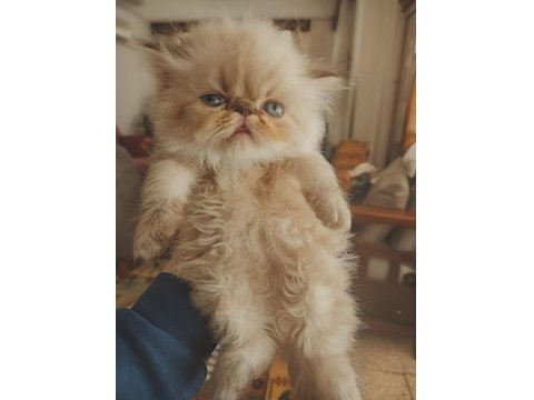 Ev Sıcaklığında Safkan Himalayan Persian Yavrular