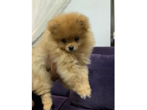 3.5 Aylık Tuvalet Eğitimli İlk Aşıları Yapılmış Dişi Pomeranian