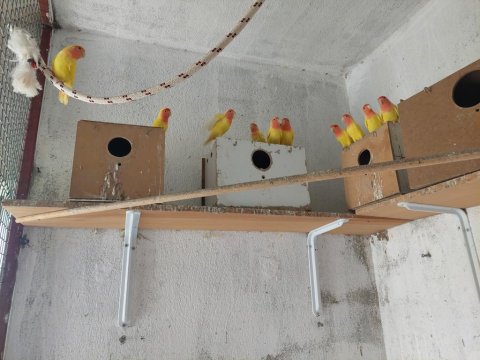 Lutino Sevda Papağanları