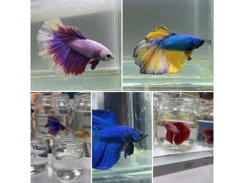 Grand A Kalite Renk Renk Betta Balıklar Adana