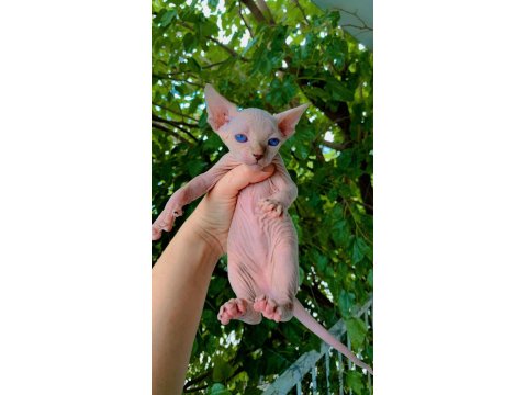 Sfenks Pink And Blue Yavrular