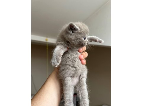 Safkan British Shorthair Gri Yavrular