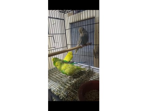 Eşe Hazır Show Jumbo Muhabbet Kuşu