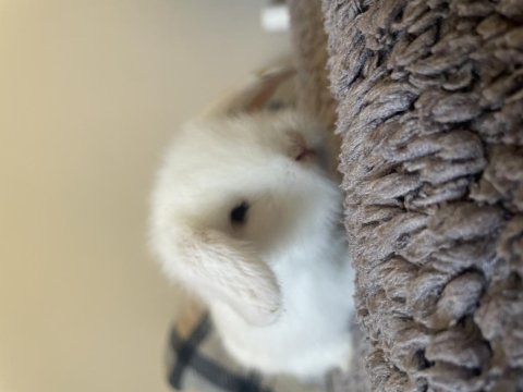 Beyaz Hollanda Lop Tavşanı