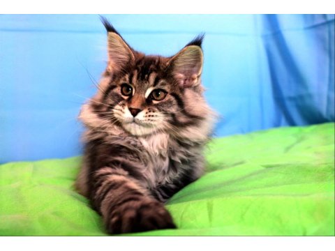 İlloai Ve Arthur Eşleşmesi En İri Şecereli Safkan Maine Coon