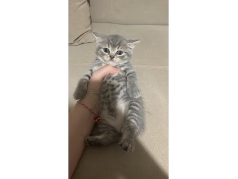 Balıkesir'de 3 Aylık Yavru Kediler