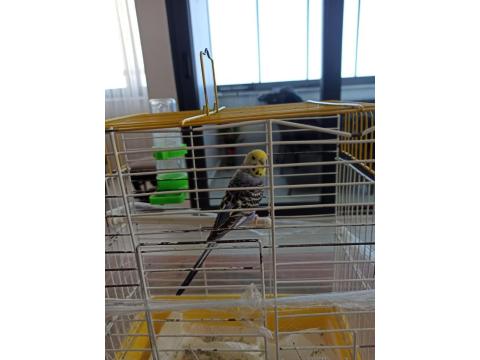 Sevecen Dişi Muhabbet Kuşu