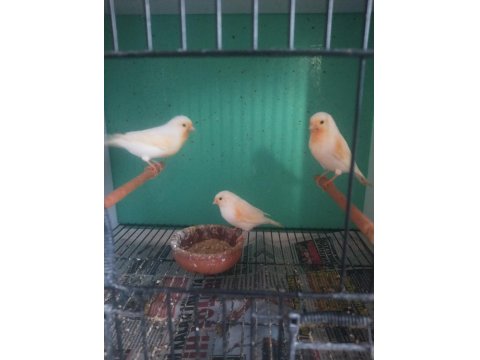 Üreticiden Al Mozaik Kanarya