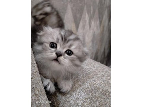 2 Adet Scottish Fold Dişi Yavrumuz