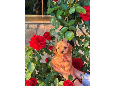 Üst Kalite Maltipoo Yavrularımız