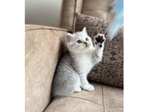 Wcf Kayıtlı Full Şecereli British Shorthair Elit Soy Hattı