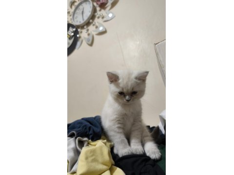 British Shorthair Blue Point 2 Aylık