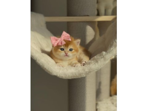 Kedimiz İçin Açıklamayı Tamamen Okumadan Aramayın Lütfen