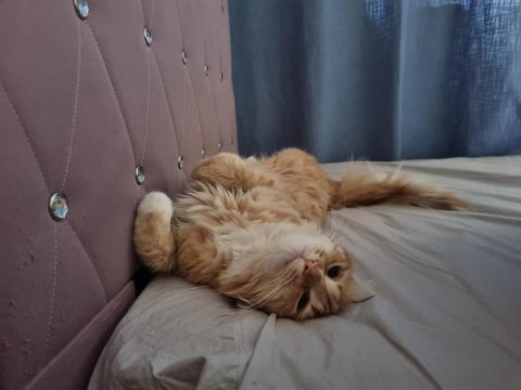 Sevgi Dolu Yuvaya İhtiyacı Olan Tatlı Bir Sarman