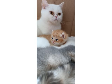 British Longhair Ve Shorthair Yavrular