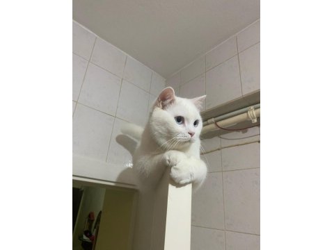 Uysal Kedimi Ücretsiz Sahiplendiriyorum