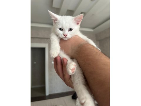 Sahiplendirilmek Üzere Muhteşem Yavru Kediler