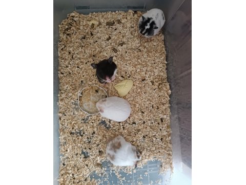 Ele Alışık Yavru Verecek Yaşa Gelmiş 3 Aylık Hamsterler