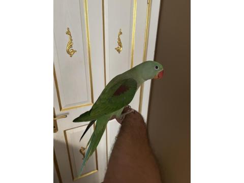 3 Aylık Full Evcil Jumbo Alexander