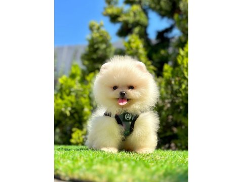 Kar Beyazı Pomeranian Boo Yavrular