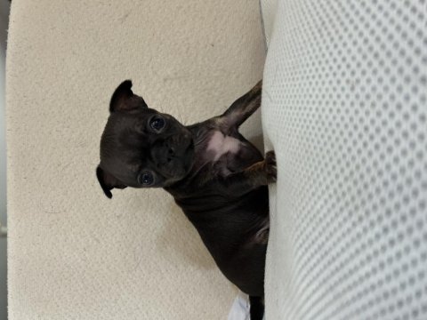 Ev Ortamından Son Elma Kafa Küt Burun Bebek Şivava