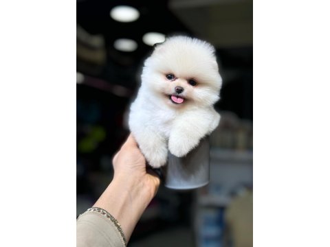 Ayı Yüzlü Pomeranian Boo