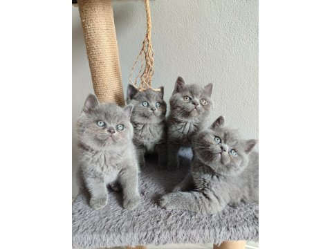 Ayı Surat Safkan British Shorthair Yavrularımız